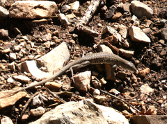 Aspidoscelis exsanguis