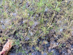 Galium divaricatum