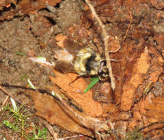 Criorhina bubulcus