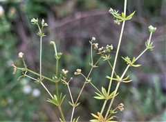 Galium divaricatum