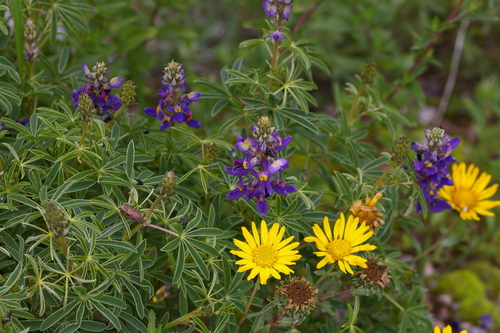 Image of Lupinus paniculatus by no rights reserved