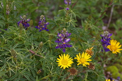 Lupinus paniculatus