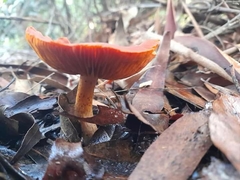 Cortinarius persplendidus