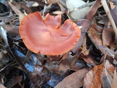 Cortinarius persplendidus