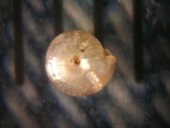 Paravitrea multidentata