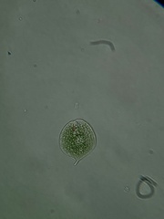 Phacus circulatus
