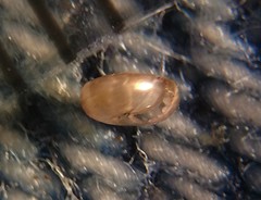 Paravitrea multidentata