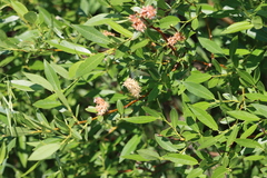 Salix boothii