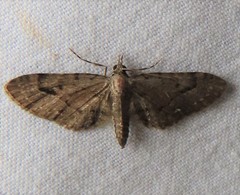 Eupithecia unicolor
