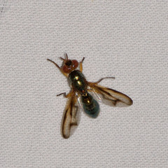 Senopterina caerulescens