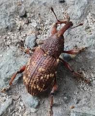 Hylobius transversovittatus