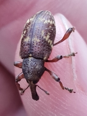 Hylobius transversovittatus