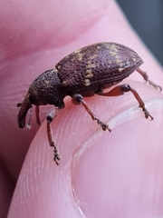 Hylobius transversovittatus