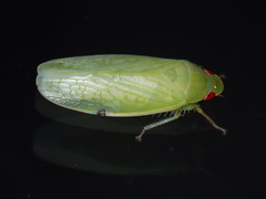 Chloronana