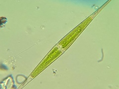 Closterium rostratum