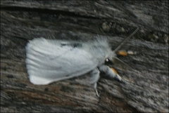 Euproctis melanosoma
