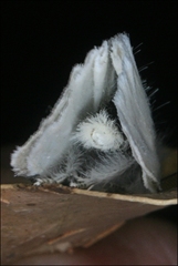 Euproctis melanosoma