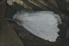 Euproctis melanosoma
