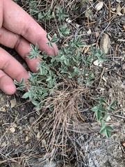 Trifolium gymnocarpon