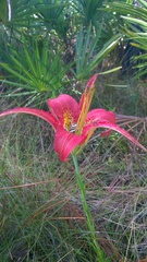 Lilium catesbaei image