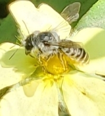 Megachile pugnata
