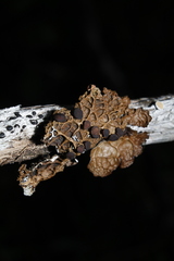 Lobaria anthraspis