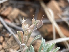 Physaria spatulata
