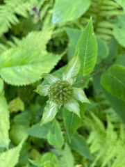 Monarda bradburiana