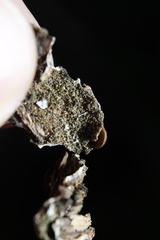 Lobaria anthraspis