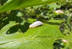 Zygogramma bicolorata