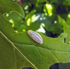 Zygogramma bicolorata