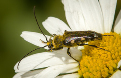 Toxoleptura vexatrix