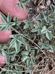 Trifolium gymnocarpon