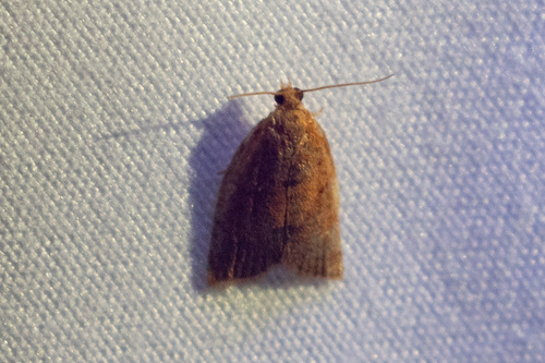 Privet Tortrix photo 4