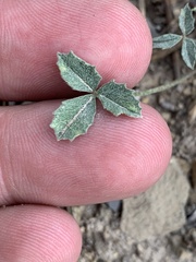 Trifolium gymnocarpon