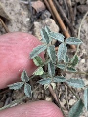 Trifolium gymnocarpon