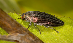 Buprestis subornata