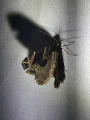 Gandaritis atricolorata