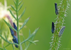 Graphocephala hieroglyphica