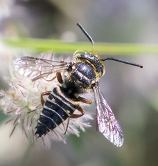 Coelioxys germanus