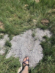 Thomomys bottae fumosus