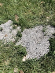 Thomomys bottae fumosus