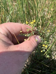 Cleomella parviflora