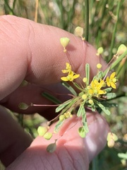 Cleomella parviflora