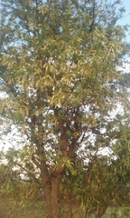 Prunus serotina capuli