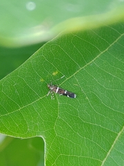 Ressia quercidentella