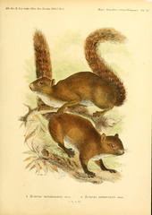 Mindanao Squirrel photo 2