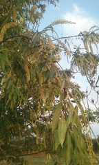 Prunus serotina capuli