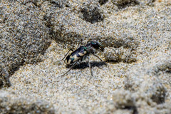 Cicindela latesignata