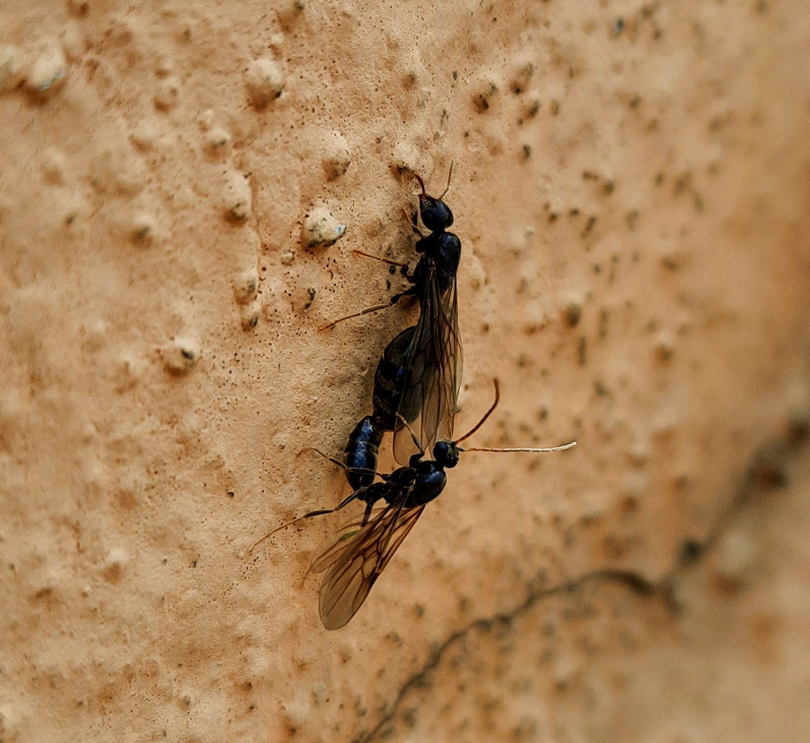 Lophomyrmex quadrispinosus